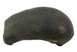 Fossil Whale Ear Bone - Miocene #95726-1